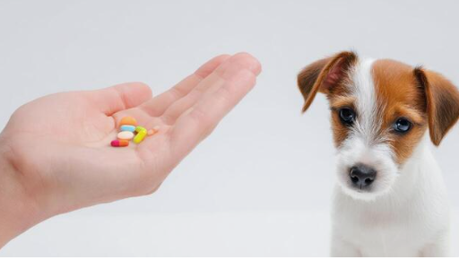 Dog Medicines